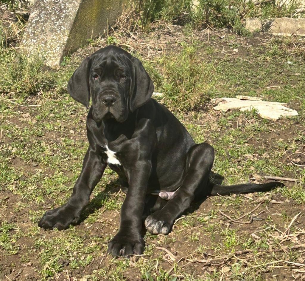 Realijo - Chiots disponibles - Dogue allemand