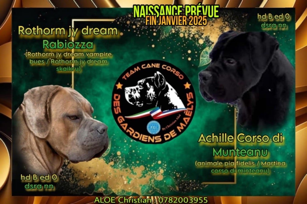 des Gardiens de Maelys - Cane Corso - Portée née le 25/01/2025