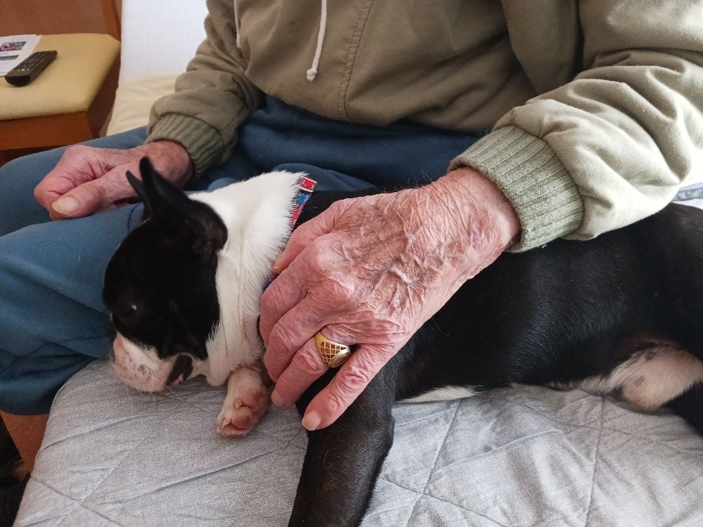 Des Dragons Du Beffroi - CHAN CHUE Unique en son genre, chien médiateur