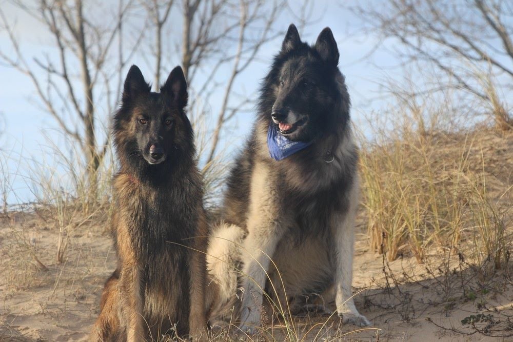 Du Grand L'ilot - Bientôt des petits chiots