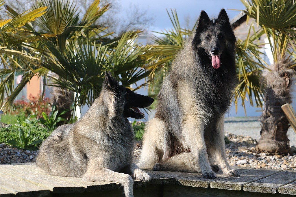 Chiot Berger Belge Du Grand L'ilot