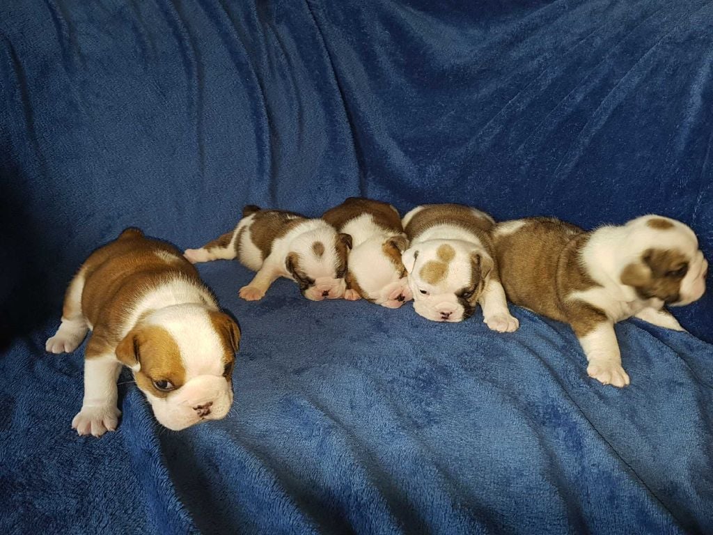 Chiot Bulldog Anglais Des Bully Du Mordor