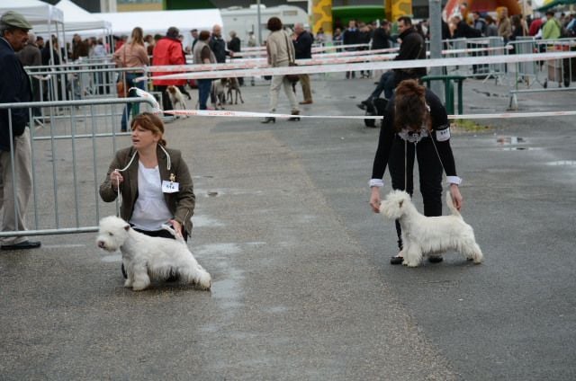 EXPOSITION INTERNATIONALE DE MARMANDE