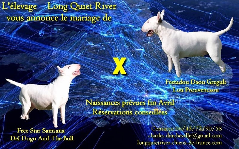 Chiot Bull Terrier Long Quiet River