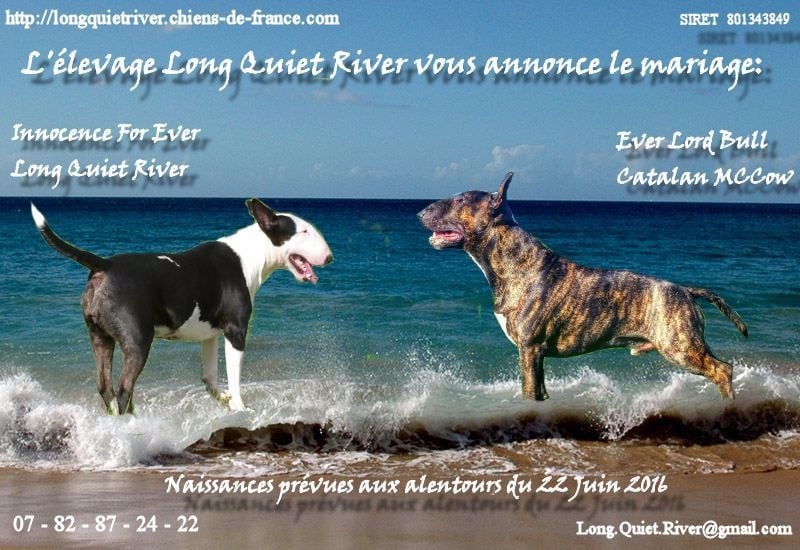 Chiot Bull Terrier Long Quiet River