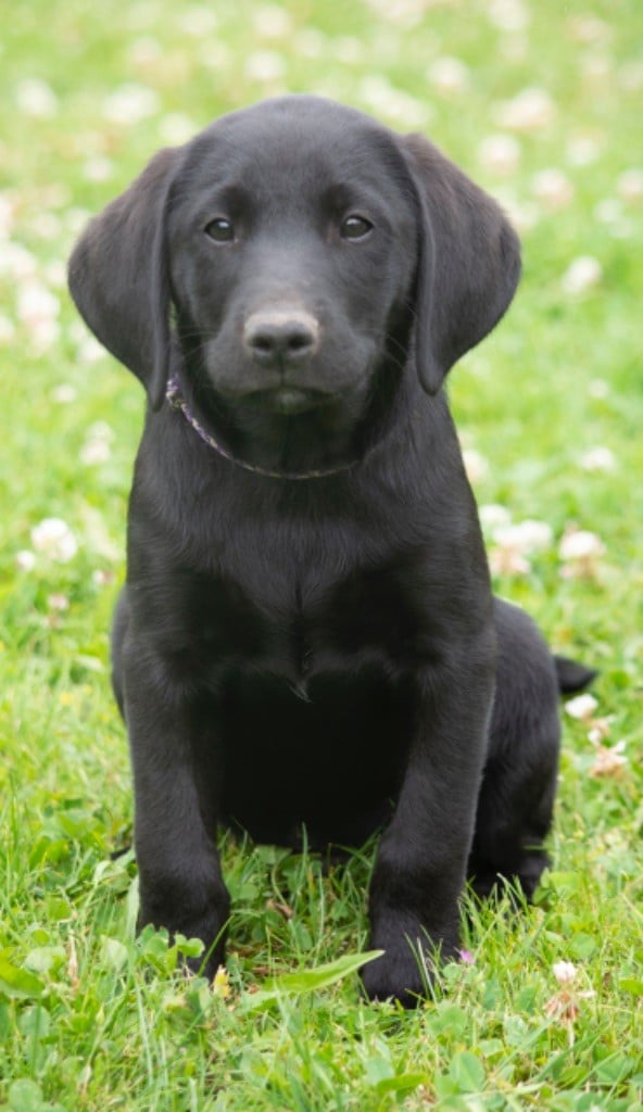 Des Tourbieres De La Souche - Chiots disponibles - Labrador Retriever