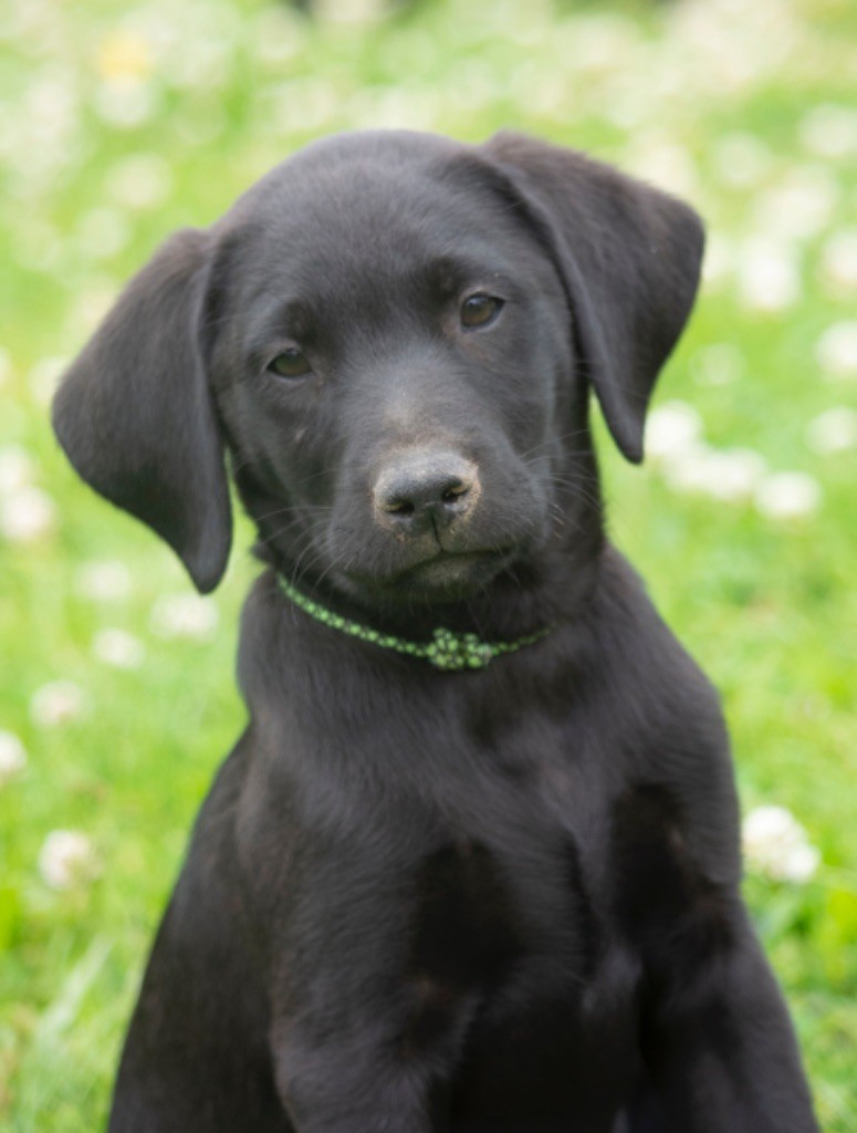 Des Tourbieres De La Souche - Chiots disponibles - Labrador Retriever