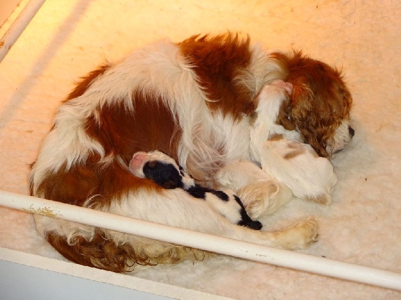 De la halotiere - Cavalier King Charles Spaniel - Portée née le 07/06/2014