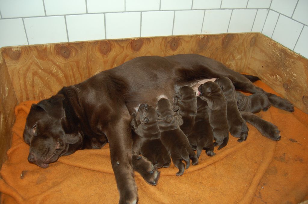 Chiot Labrador Retriever du taillis madame