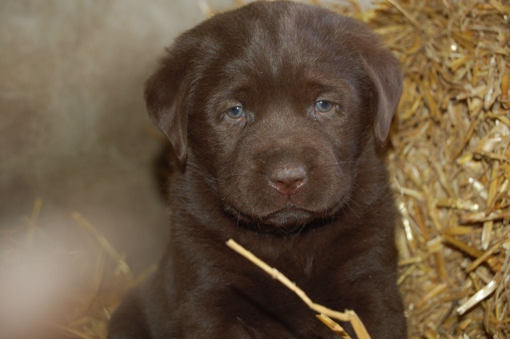 du taillis madame - Chiots disponibles - Labrador Retriever