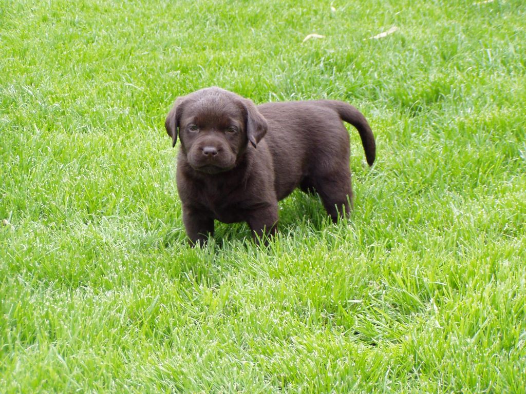 du taillis madame - Chiots disponibles - Labrador Retriever