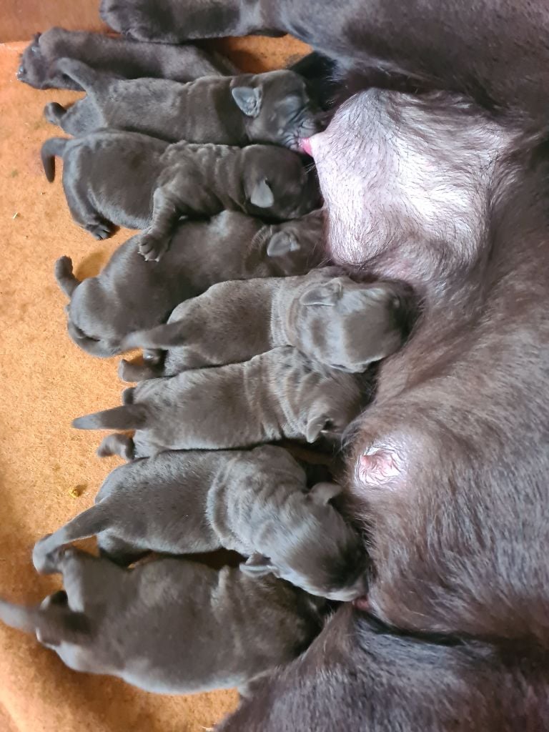 Chiot Labrador Retriever du taillis madame