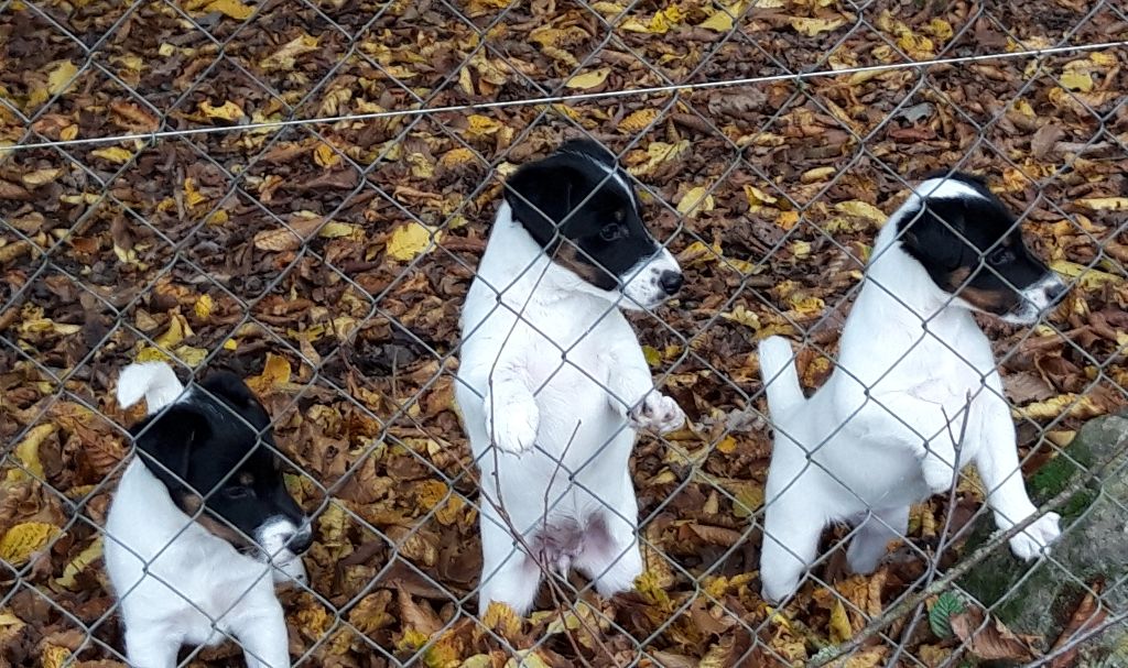 du manoir des presles - CHIOTS FOX TERRIER POIL LISSE 