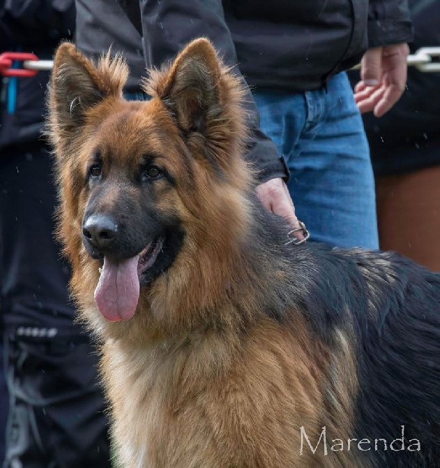 du domaine de Locus - Lee et Hermione à Bellheim 28.03.16