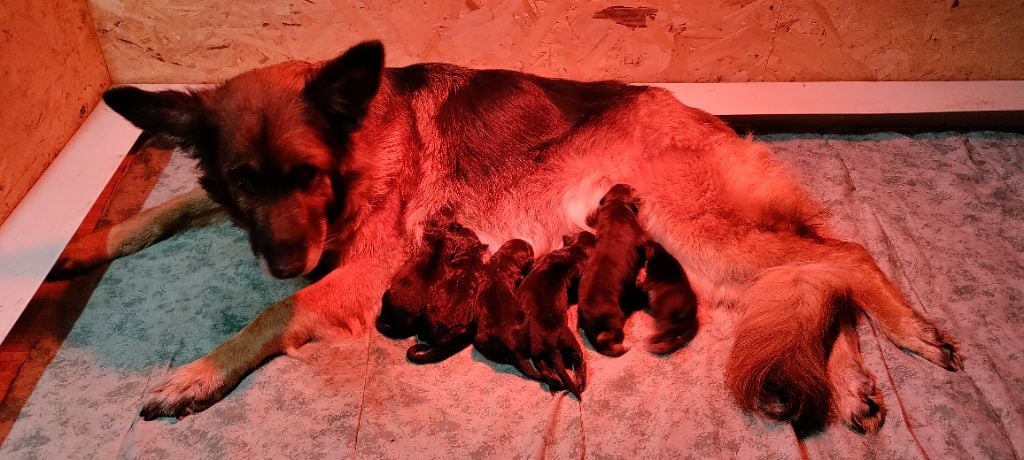 Chiot Berger Allemand Poil Long du domaine de Locus