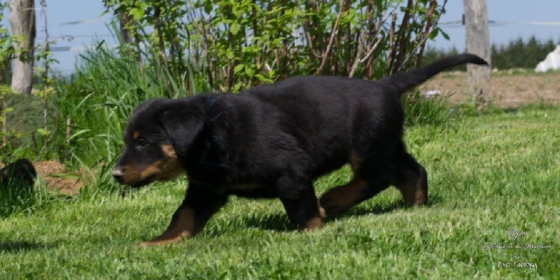 de la bergeraine - Chiots disponibles - Berger de Beauce