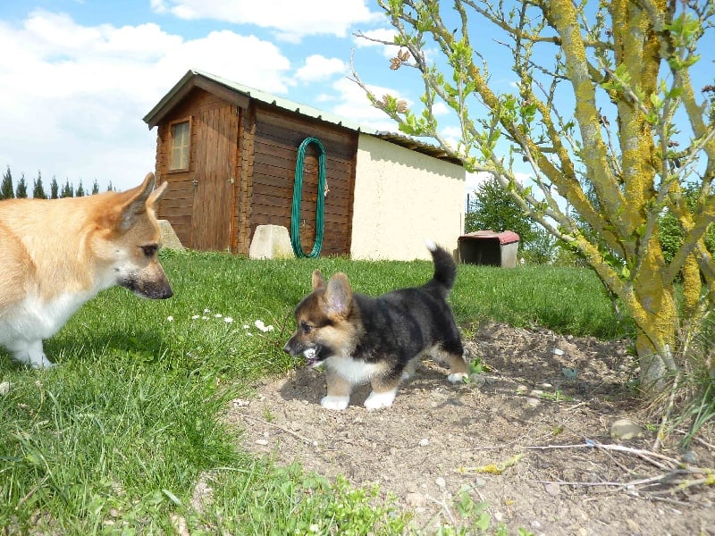 des chevaliers du zodiaque - Welsh Corgi Pembroke - Portée née le 29/02/2012