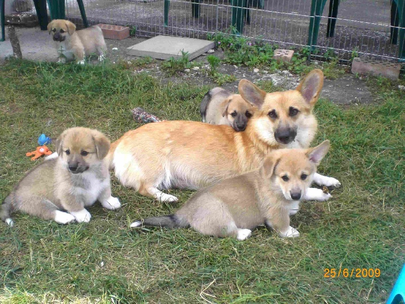 des chevaliers du zodiaque - Welsh Corgi Pembroke - Portée née le 09/05/2009