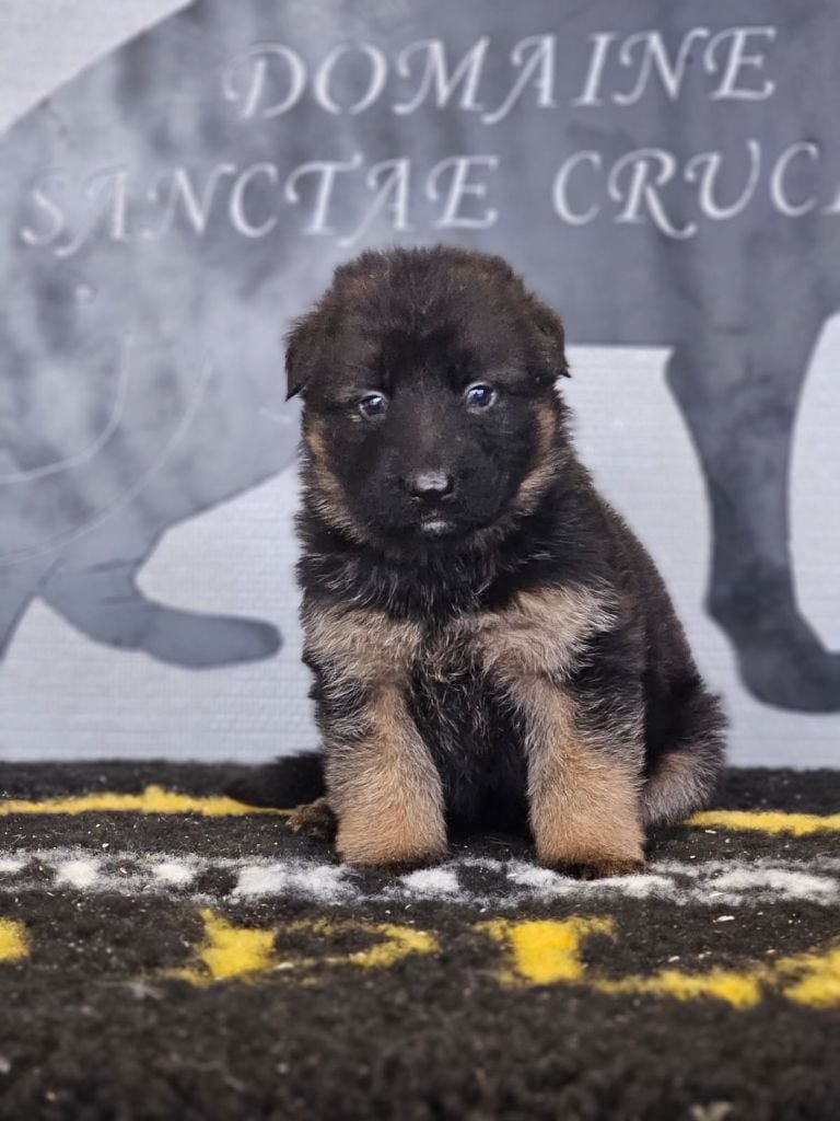 du domaine de sanctae crucis - Chiots disponibles - Berger Allemand Poil Long