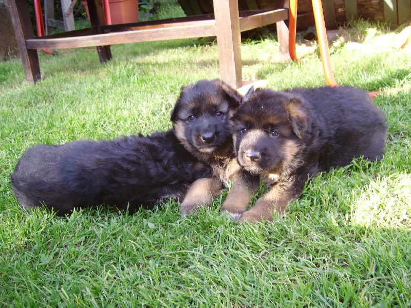 Chiot Berger Allemand Du fosse des pandours