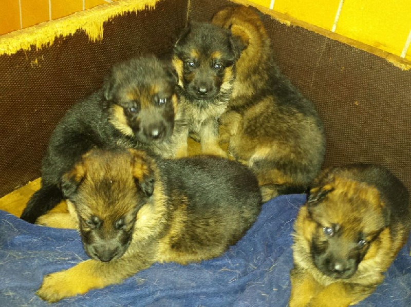 Chiot Berger Allemand Du fosse des pandours