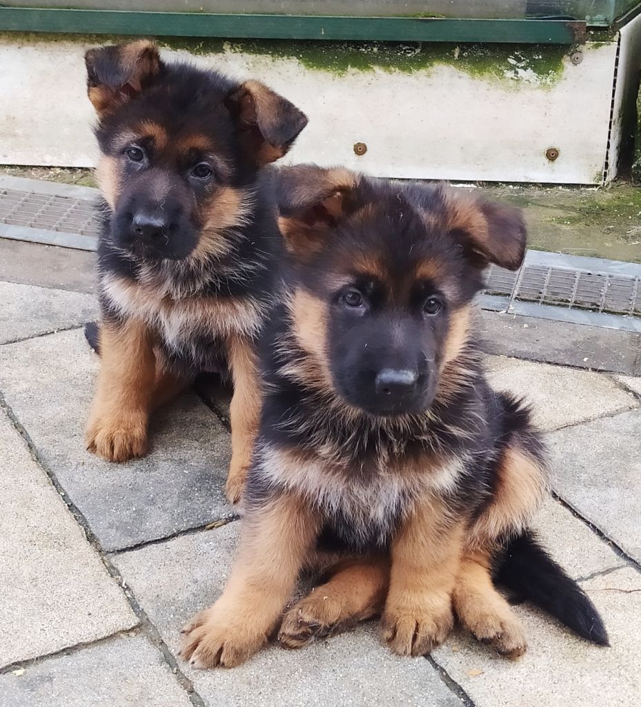 de La citée des Orchidées - Chiots disponibles - Berger Allemand