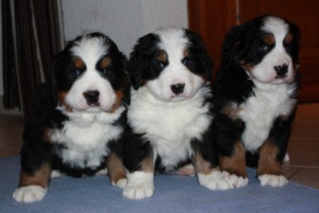 Chiot Bouvier Bernois Du clos des cookies