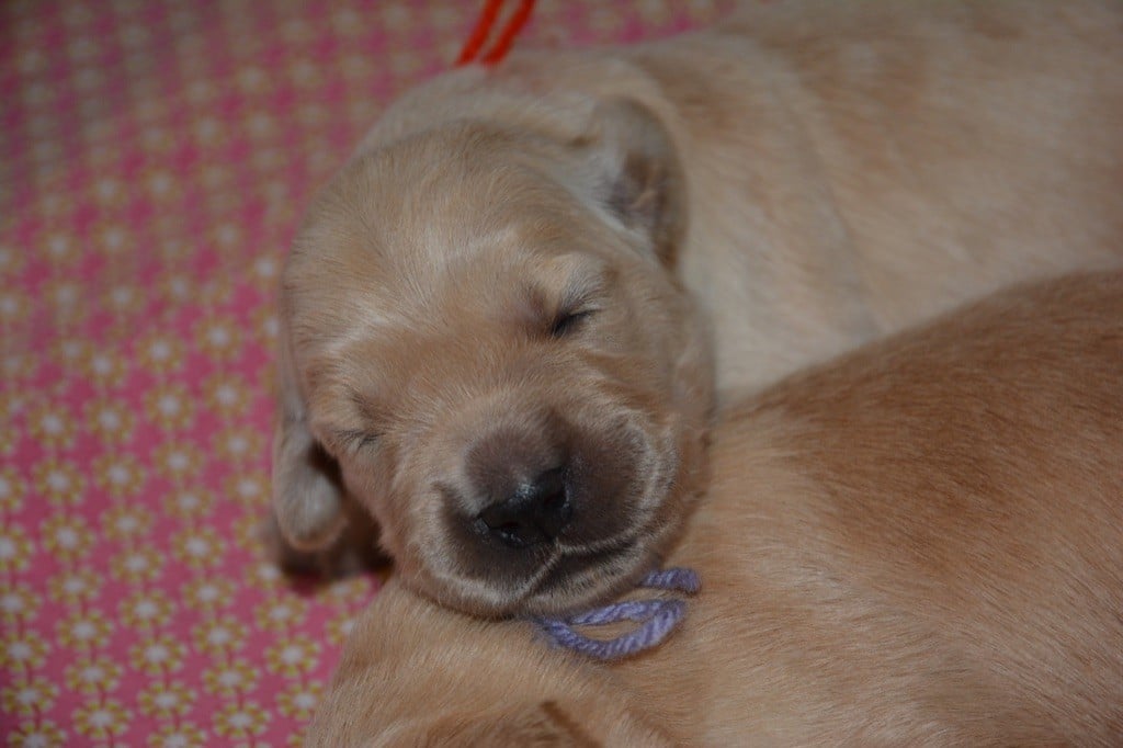 Ashbury - Les 9 bébés de Skye et Page sont nés le 7 Mai 