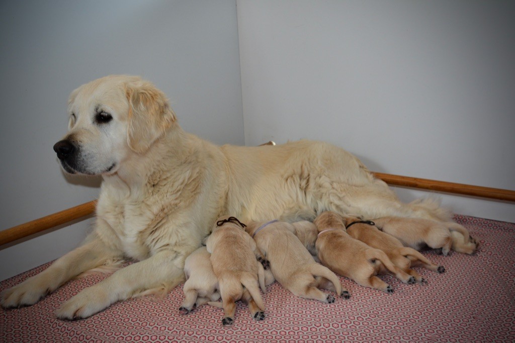 Ashbury - Stanley et Fiesta sont heureux d'annoncer la naissance de leurs 7bébés