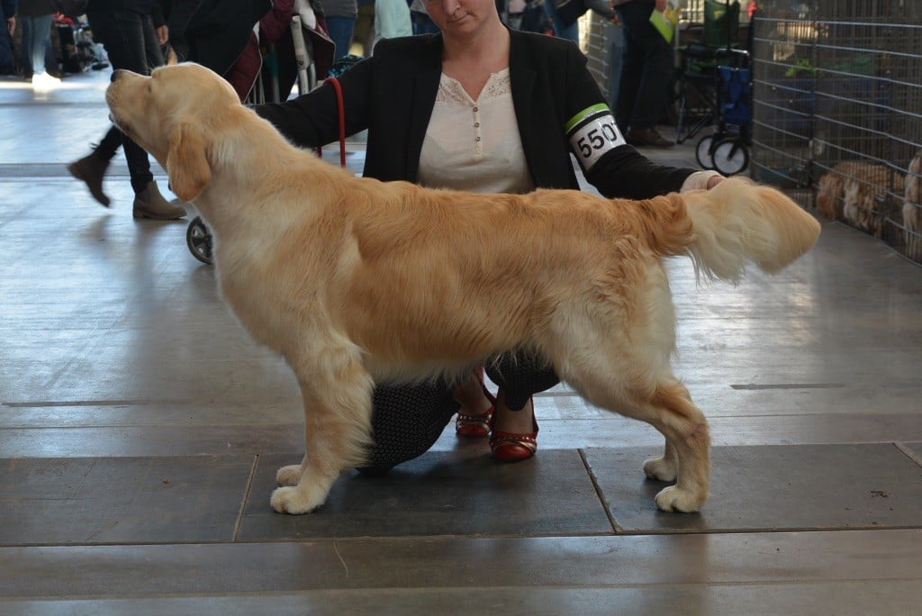 Ashbury - Oscar est Champion Jeune De Suisse 