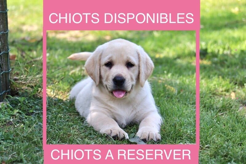 of misty dreams - Chiots disponibles ou à réserver !