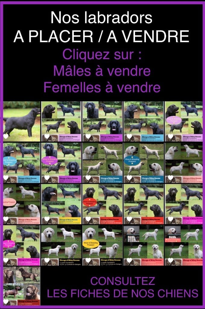 of misty dreams - Urgent Labradors mâles et femelles de 5 mois à 8 ans à placer 