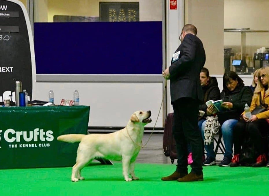 of misty dreams - Le formidable résultat de Mimi à Crufts 2024 !