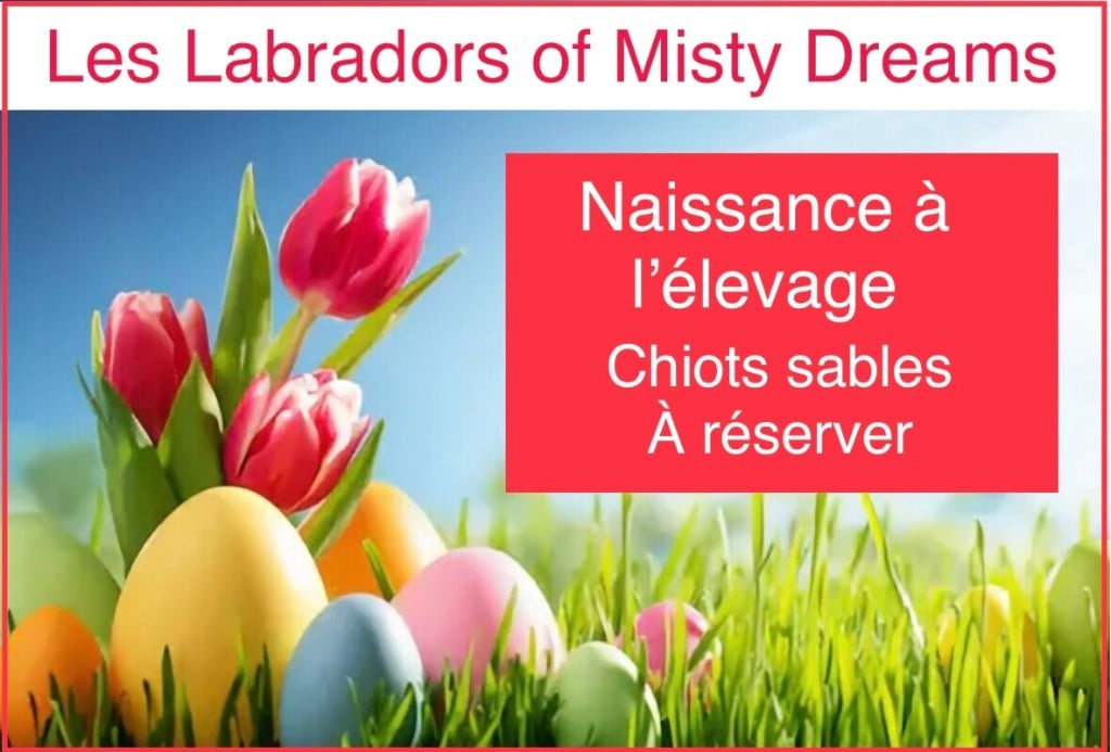 of misty dreams - Naissance à l?élevage aujourd?hui !