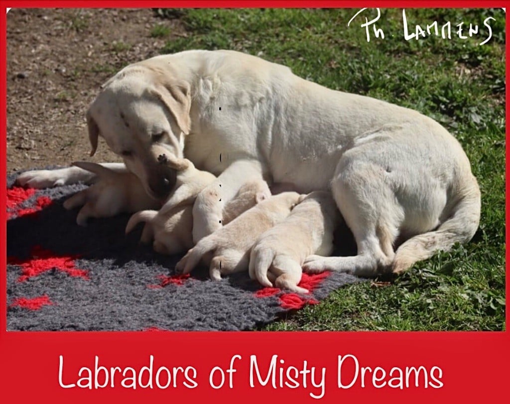 Chiot Labrador Retriever of misty dreams