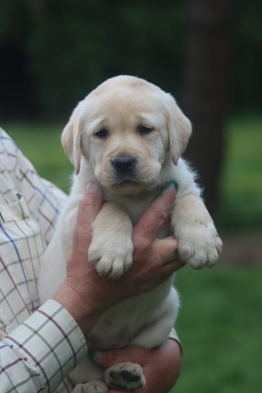 Chiot labrador femelle sable LOF