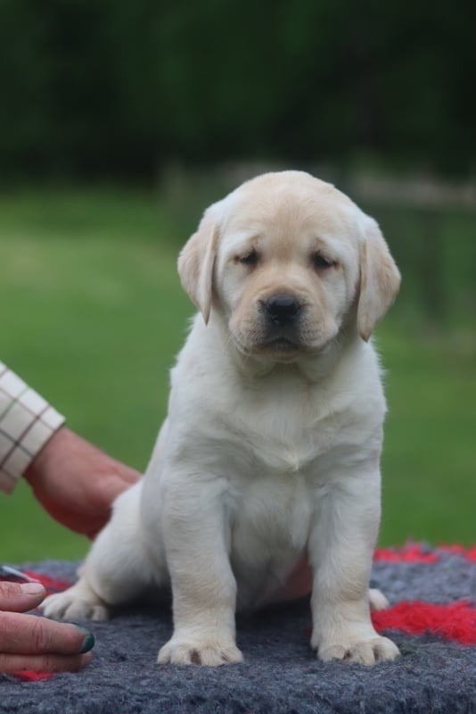 Chiot labrador femelle sable LOF