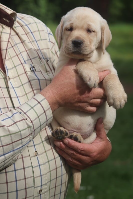 of misty dreams - Chiots disponibles - Labrador Retriever