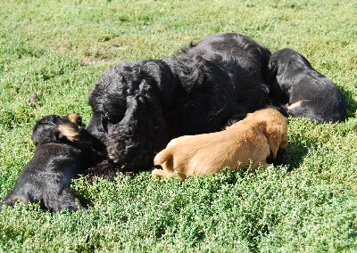 de la noisetterie - Nouvelles photos des bébés