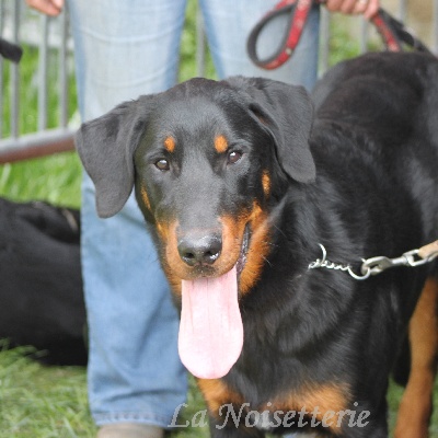 de la noisetterie - Journée beauceronne de Neuvy sur Loire