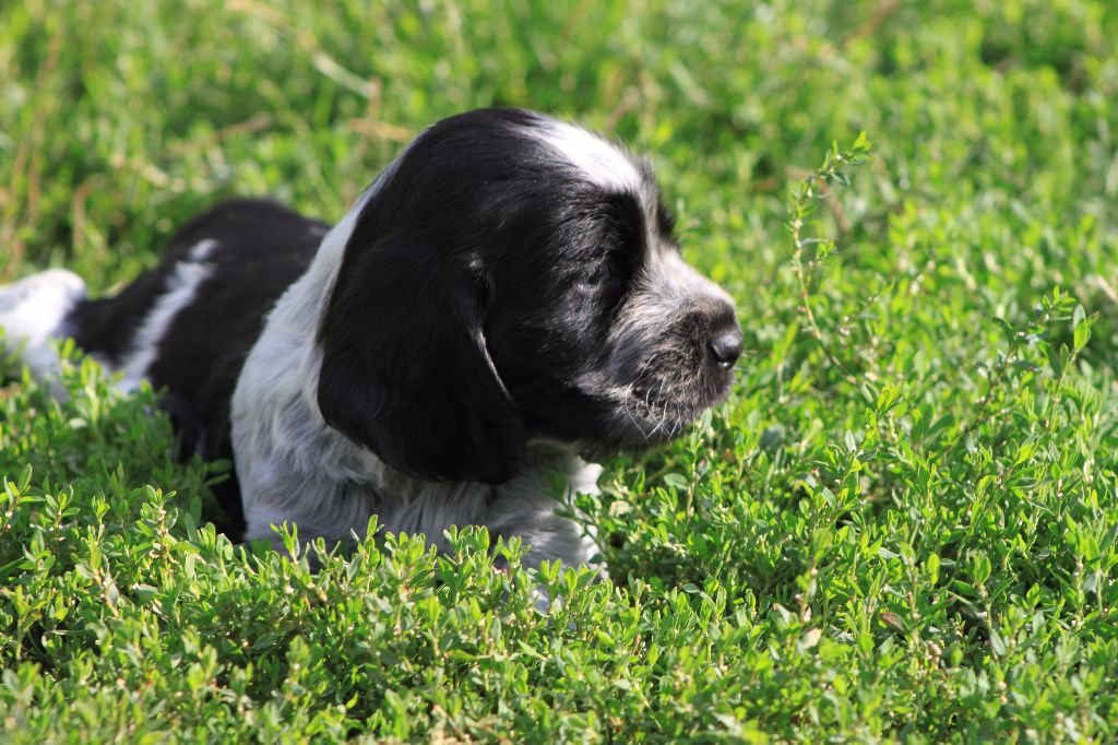 de la noisetterie - Cocker Spaniel Anglais - Portée née le 07/07/2017