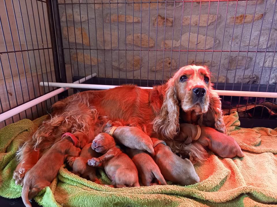 Du Domaine De Diane - Cocker Spaniel Anglais - Portée née le 26/11/2020