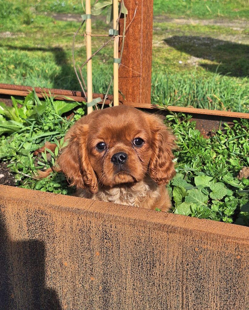 Vanora Jone's - Chiots disponibles - Cavalier King Charles Spaniel