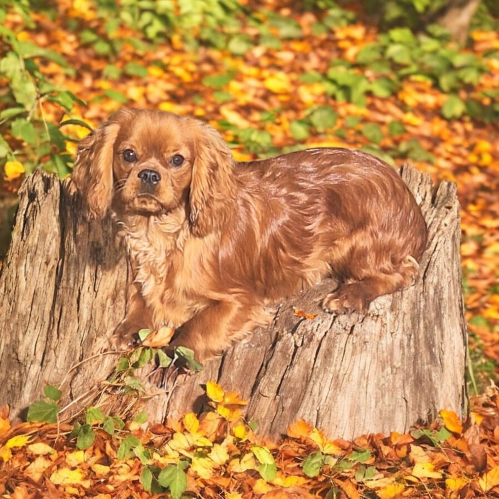 Vanora Jone's - Chiots disponibles - Cavalier King Charles Spaniel