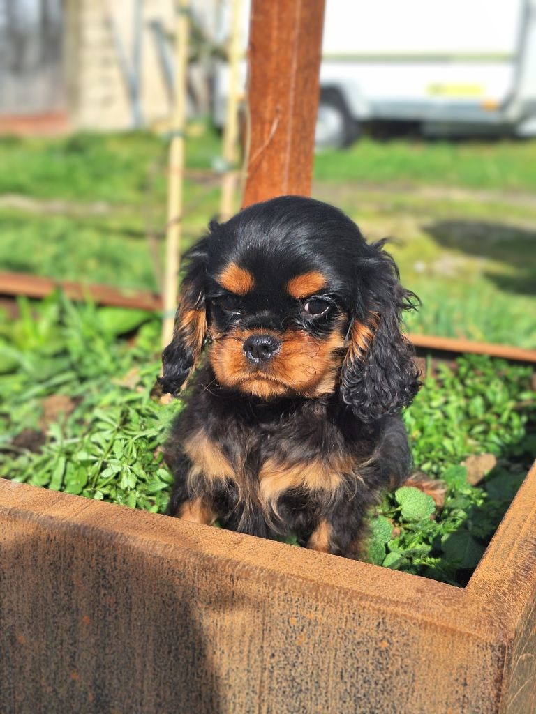 Vanora Jone's - Chiots disponibles - Cavalier King Charles Spaniel