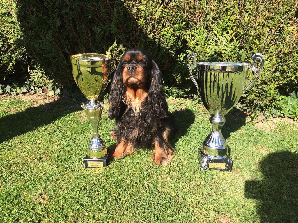 Des Bouilles Du Bruly - CHAMPIONNAT TERRITORIAL AGILITY