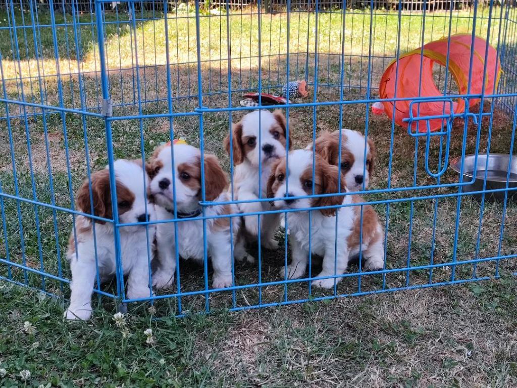 Des Bouilles Du Bruly - Cavalier King Charles Spaniel - Portée née le 01/06/2022