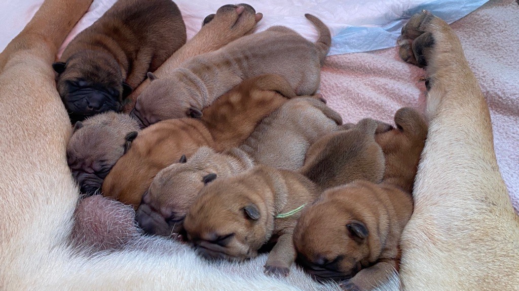 Du Bouquet Imperial - Shar Pei - Portée née le 31/01/2022