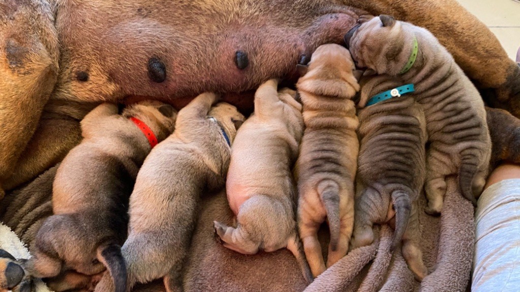 Du Bouquet Imperial - Shar Pei - Portée née le 21/11/2020