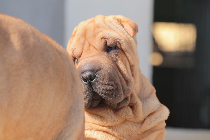 Du Bouquet Imperial - Shar Pei - Portée née le 05/12/2015